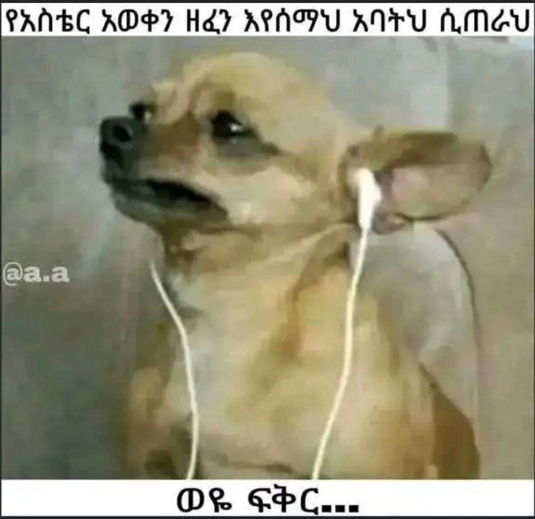 a dog with earphones on its head